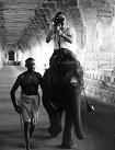 cameraman atop elephant from "Phantom India"