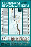 color Human Evolution wall chart from AllPosters