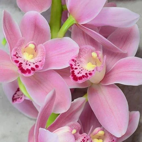 blooms of pink cymbidium orchid